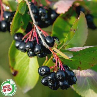 Aronia Berries Thumbnail